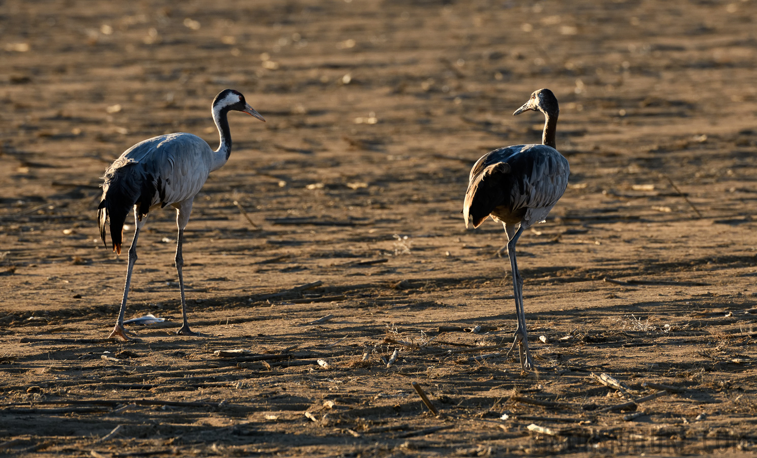 Grus grus [400 mm, 1/640 Sek. bei f / 8.0, ISO 1000]